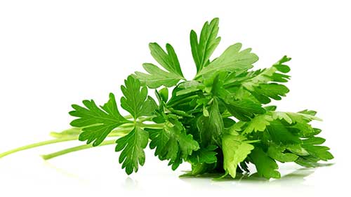 Significado: Sonhar com Horta de Couve, Cheiro Verde, Alface 5 dicas de sonhos