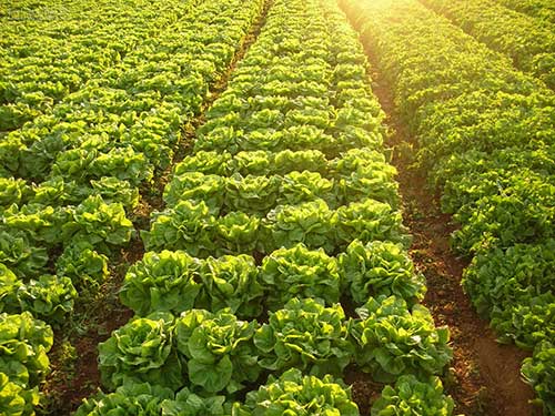 Significado: Sonhar com Horta de Couve, Cheiro Verde, Alface 7 interpretações
