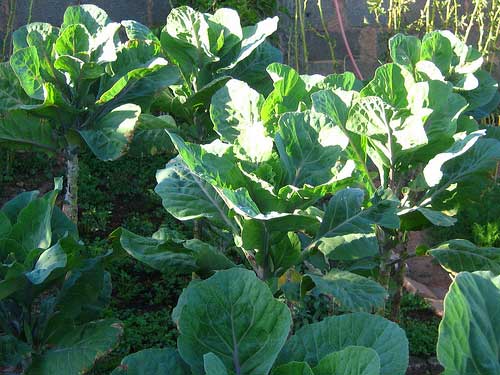 Significado: Sonhar com Horta de Couve, Cheiro Verde, Alface 3 sonhos e significados