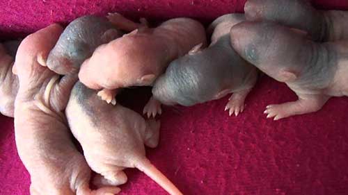 ratos e hamsters