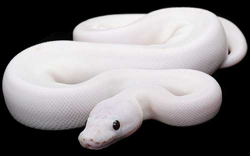 sonhos com cobras