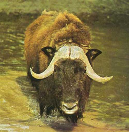 animal selvagem