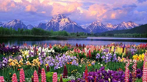 O que Significa Sonhar com Flores: Significados e Interpretações! 5 foto linda