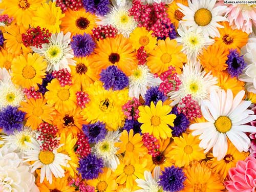 O que Significa Sonhar com Flores: Significados e Interpretações! 4 em várias cores