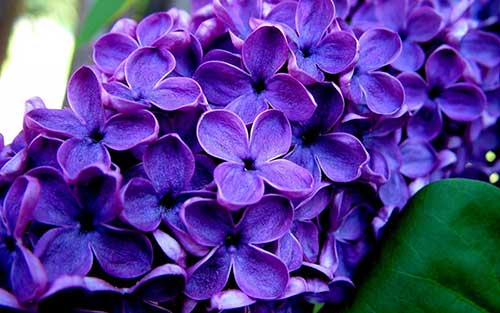 O que Significa Sonhar com Flores: Significados e Interpretações! 8 para ilustrar