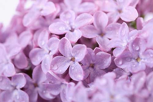 O que Significa Sonhar com Flores: Significados e Interpretações! 9 as mais belas