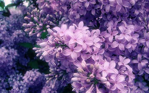 O que Significa Sonhar com Flores: Significados e Interpretações! 7 cor roxa