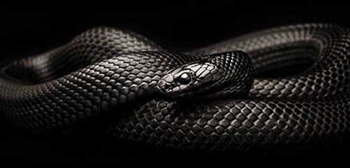 negra
