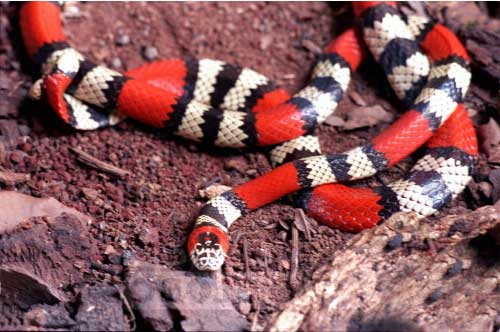 muito linda