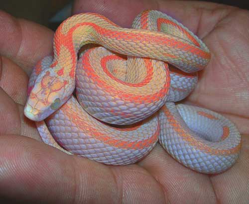 maravilhosa