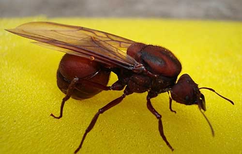 O que Significa Sonhar com Formiga: Interpretações + Significados! 3 picada do inseto