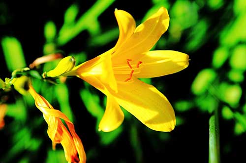 O que Significa Sonhar com Flores: Significados e Interpretações! 3 clima tropical