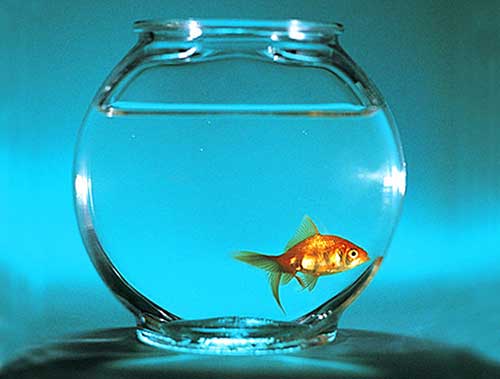 Sonhei com Peixe: Grande, Vivo, Morto, Frito (Significados) 5 significados de sonhos