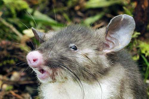 cocozinho de ratinho