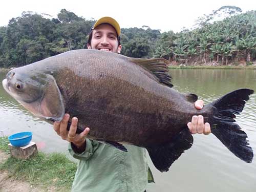 Sonhei com Peixe: Grande, Vivo, Morto, Frito (Significados) 6 pescado