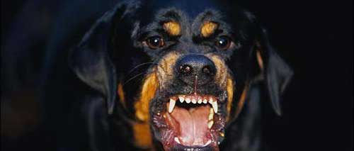sonhos com cachorros