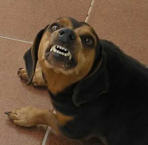 cão bravo
