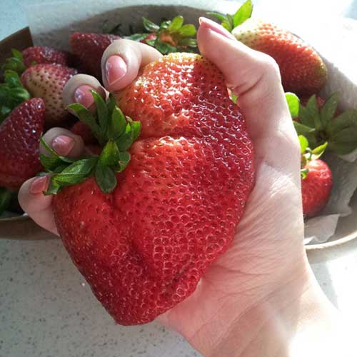Sonhar com Frutas: Verduras, Legumes, Gigantes (Significados) 8 morango imenso