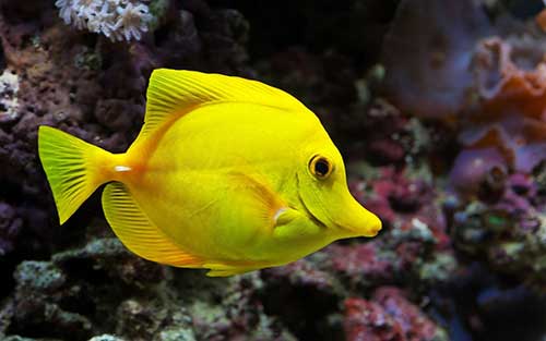 Sonhei com Peixe: Grande, Vivo, Morto, Frito (Significados) 3 interpretação detalhada
