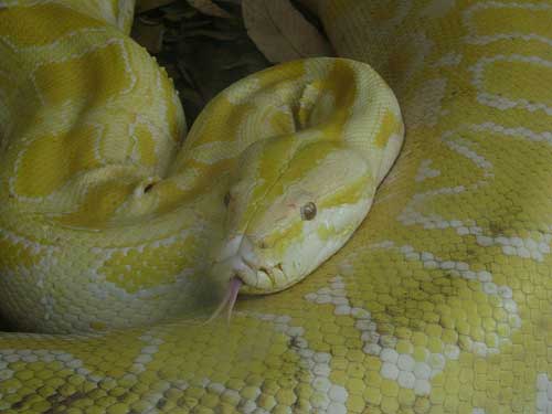 sonhar com anaconda