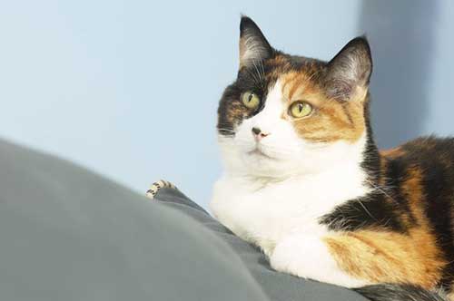 felino