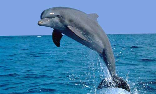 Sonhar com Golfinho