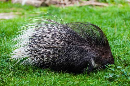 O que Significa Sonhar com Porco: Bravo, Assado, Morto, Vivo 5 outro animal