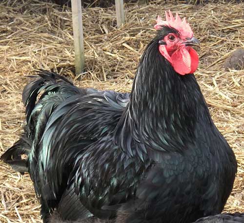 O que Significa Sonhar com Galinha: Preta, Viva, Morta, Voando 4 sonhos