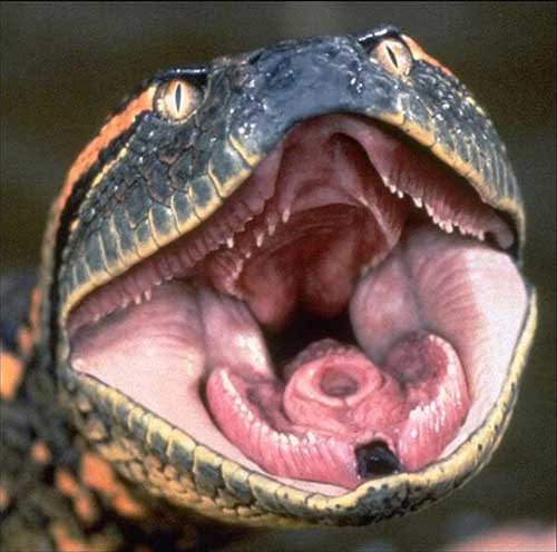 sonhei com anaconda