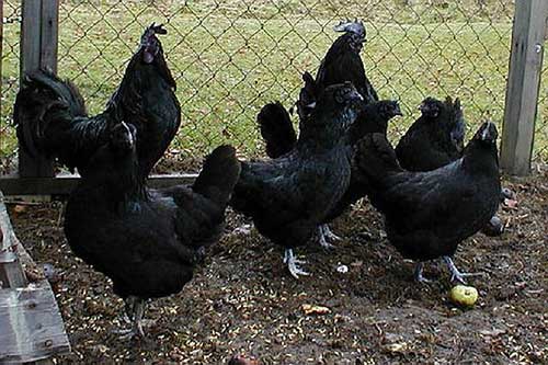 O que Significa Sonhar com Galinha: Preta, Viva, Morta, Voando 5 muito legal