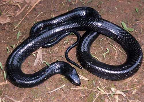 sonhar com cobra