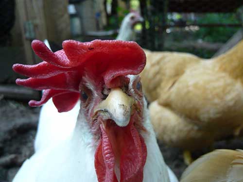O que Significa Sonhar com Galinha: Preta, Viva, Morta, Voando 7 sonhei