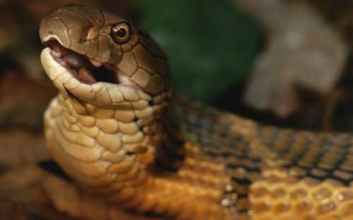 sonhar com picada de cobra