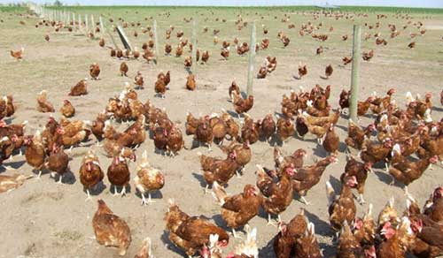 O que Significa Sonhar com Galinha: Preta, Viva, Morta, Voando 3 para você saber