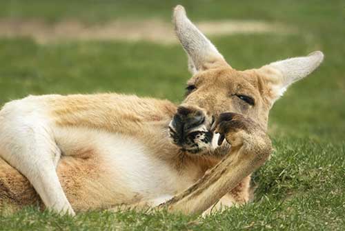Sonhar com Canguru: Interpretação, Significados, Sonhos (FREUD) 3 seus sentimentos externalizados