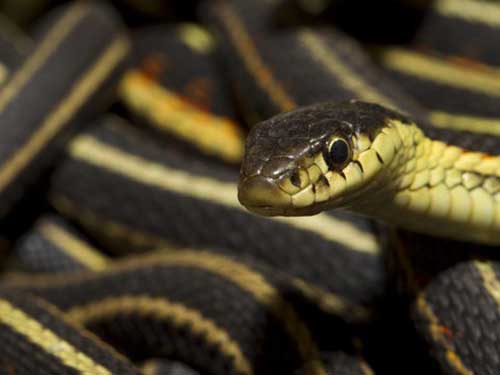 anaconda