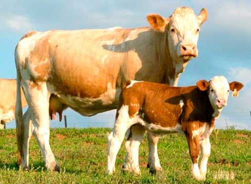 Vacas