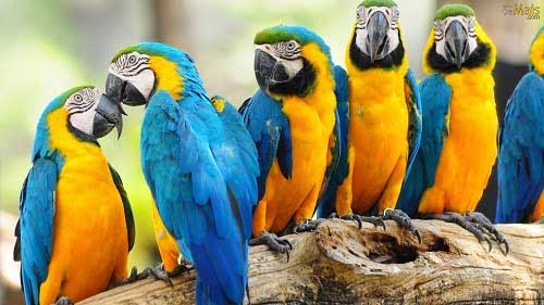 Sonhar com Pássaros: Interpretações e Significados de Sonhos! 20 aves brasileiras