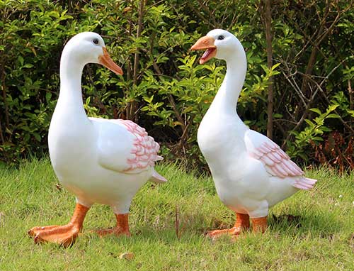 Sonhar com Pássaros: Interpretações e Significados de Sonhos! 12 patos