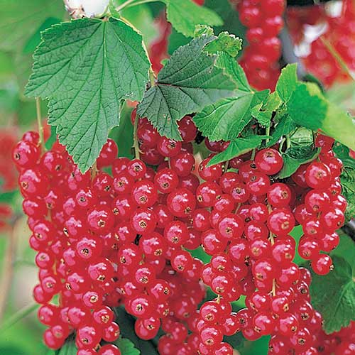 Significados de Sonhar com Comidas: Interpretação de Sonhos! 15 frutas