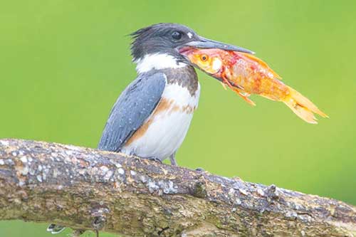 Sonhar com Pássaros: Interpretações e Significados de Sonhos! 15 peixe