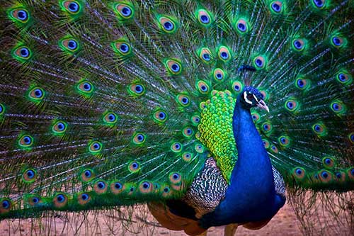 Sonhar com Pássaros: Interpretações e Significados de Sonhos! 21 fotos de aves