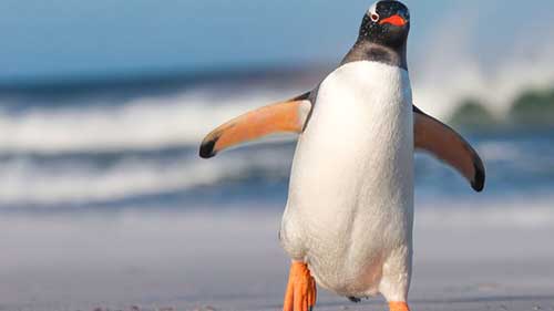 Sonhar com Pássaros: Interpretações e Significados de Sonhos! 22 do gelo