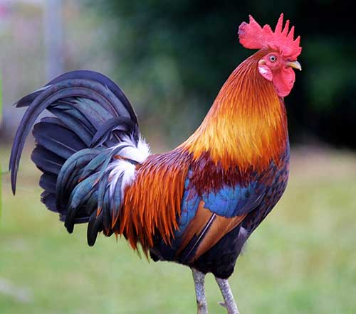 Sonhar com Pássaros: Interpretações e Significados de Sonhos! 7 alpha