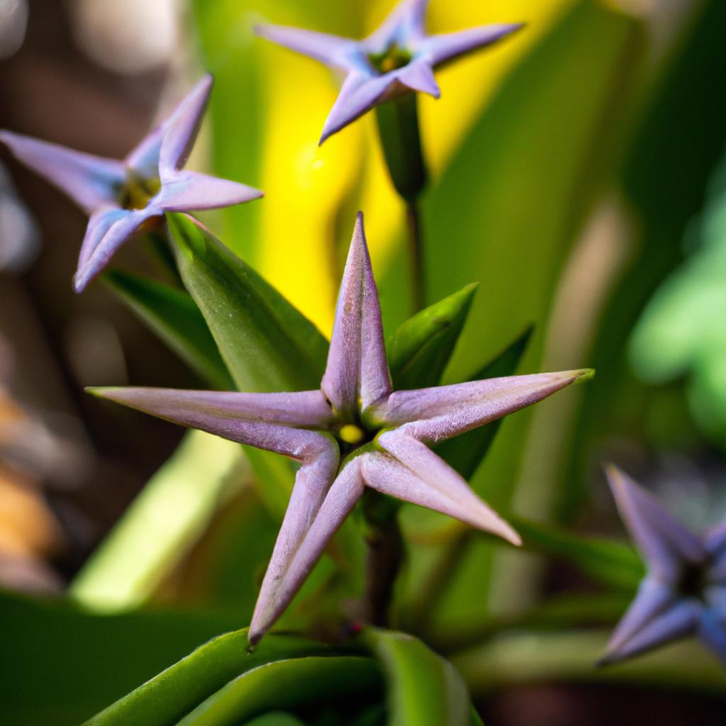 Descubra Os Melhores Estrelas de David Para Comprar! 4 Estrela de David4