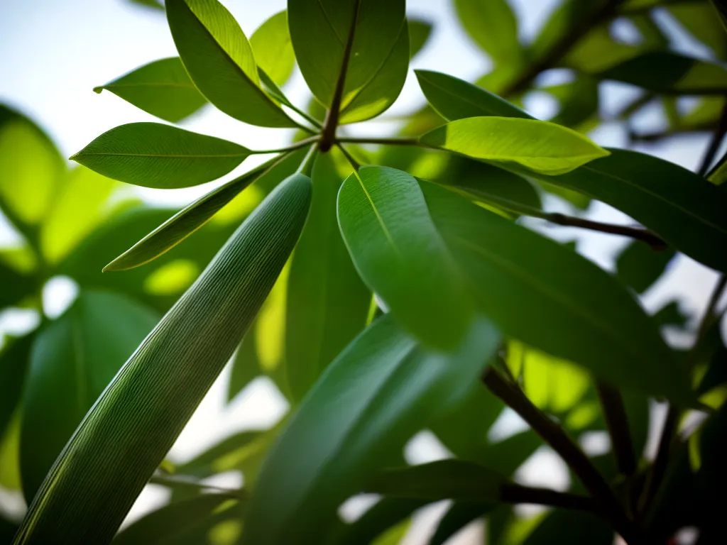 Fotos crescimento folhas verdes feijao
