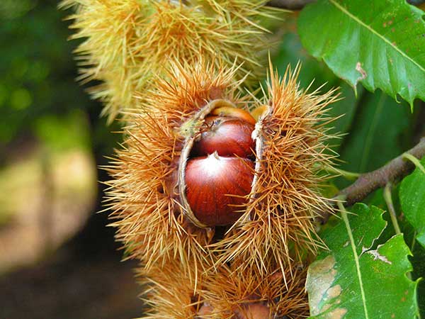 frutas brasileiras