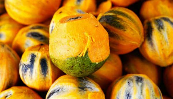 Evite doenças e fortaleça o sistema imunológico consumindo os frutos desta palmeira