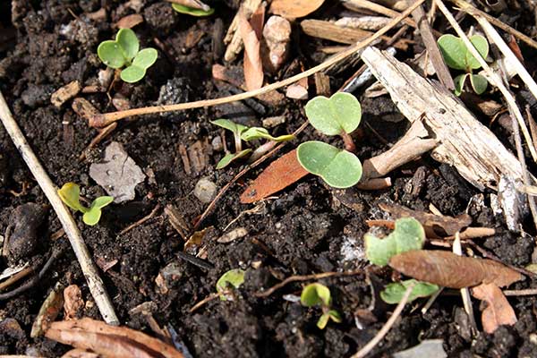 adubo natural