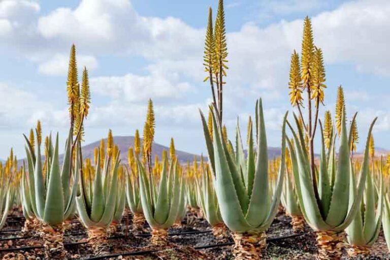 aloe vera